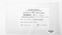 Nothopassalora personata image